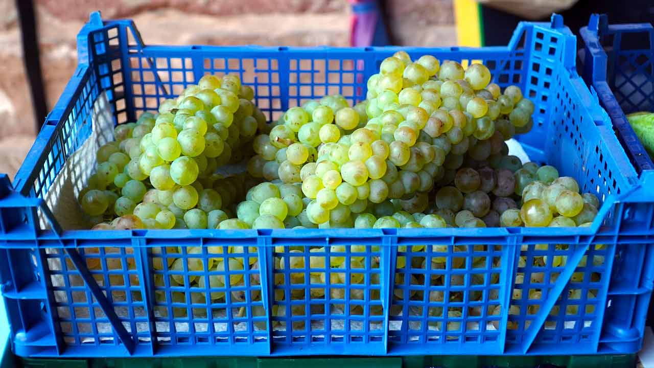 Cómo exportar fruta desde Colombia en un contenedor refrigerado