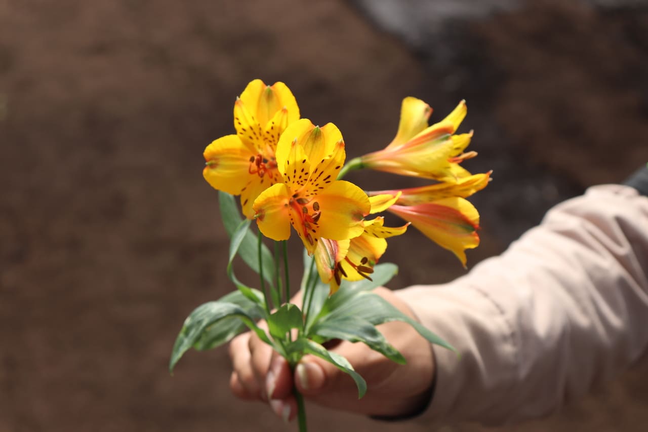Optimizando la calidad floral: La cadena de frío como proceso clave en el transporte y preservación de flores