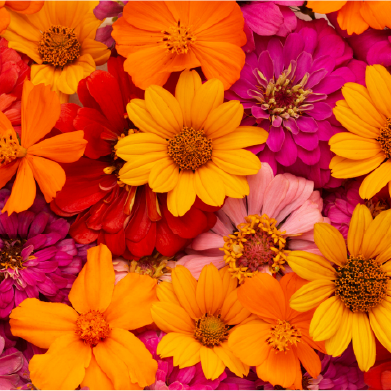 Flores