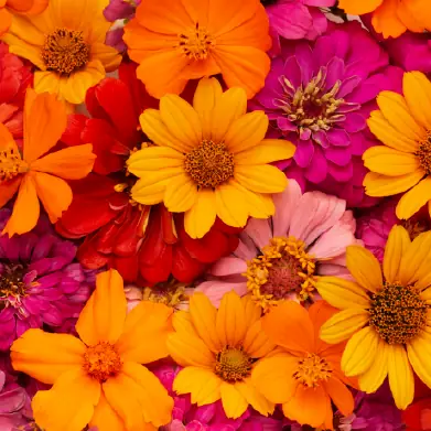 Flowers & Plants